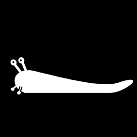 slug